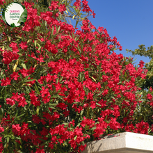Load image into Gallery viewer, Close-up of a Nerium oleander 'Professor Martin' plant. The image features vibrant clusters of double pink flowers with multiple layers of soft, overlapping petals. Each flower has a slightly ruffled edge and a bright yellow center. The flowers are surrounded by long, narrow, lance-shaped leaves with a deep green color and a glossy, smooth texture.
