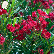 Load image into Gallery viewer, Close-up of a Nerium oleander 'Professor Martin' plant. The image features vibrant clusters of double pink flowers with multiple layers of soft, overlapping petals. Each flower has a slightly ruffled edge and a bright yellow center. The flowers are surrounded by long, narrow, lance-shaped leaves with a deep green color and a glossy, smooth texture.