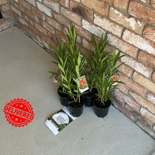 Load image into Gallery viewer, Nerium Oleander Professor Martin