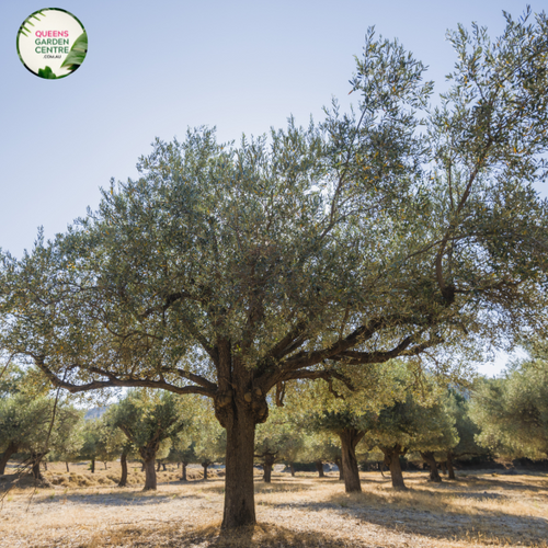 Alt text: Olea europaea 'Manzanillo,' an Olive tree displaying silver-green leaves and medium-sized green olives. As a classic evergreen, this tree adds a touch of the Mediterranean to landscapes, offering both ornamental beauty and the potential for a bountiful olive harvest.