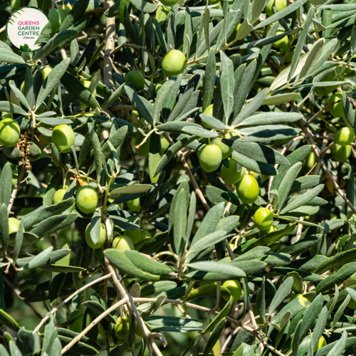 Alt text: Olea europaea 'Tolleys Upright,' a distinctive Olive tree with slender silver-green leaves and an upright growth habit. This evergreen variety brings a touch of the Mediterranean to landscapes, combining ornamental charm with the potential for olive production. A stylish and functional addition to gardens and orchards.