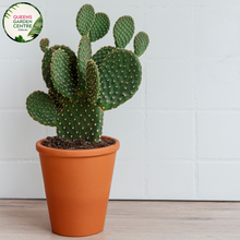 Load image into Gallery viewer, Alt text: Opuntia Burbank Spineless, also called Prickly Pear Cactus, features flat, paddle-shaped stems without spines. Its vibrant green pads contrast against sandy soil or rock gardens. This low-maintenance succulent adds texture and color to desert landscapes or xeriscaped gardens.