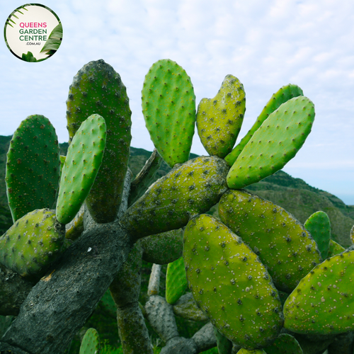 Alt text: Opuntia Burbank Spineless, also called Prickly Pear Cactus, features flat, paddle-shaped stems without spines. Its vibrant green pads contrast against sandy soil or rock gardens. This low-maintenance succulent adds texture and color to desert landscapes or xeriscaped gardens.