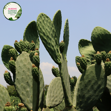 Load image into Gallery viewer, Alt text: Opuntia Burbank Spineless, also called Prickly Pear Cactus, features flat, paddle-shaped stems without spines. Its vibrant green pads contrast against sandy soil or rock gardens. This low-maintenance succulent adds texture and color to desert landscapes or xeriscaped gardens.