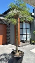 Load image into Gallery viewer, Brachychiton rupestris {Queensland Bottle Tree}