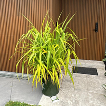 Load image into Gallery viewer, Pandanus Tectorius