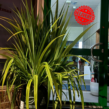 Load image into Gallery viewer, Pandanus Tectorius