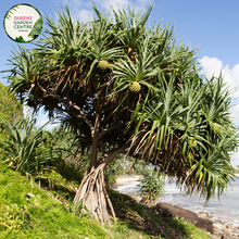Load image into Gallery viewer, Alt text: Pandanus tectorius, also known as the Hala tree or Thatch screwpine, is a tropical plant native to coastal regions of the Pacific Islands and Southeast Asia. It is characterized by its spiky leaves arranged in dense spirals around its trunk. The leaves are long, narrow, and have serrated edges. The tree produces distinctive prop roots that help stabilize it in sandy coastal soils.