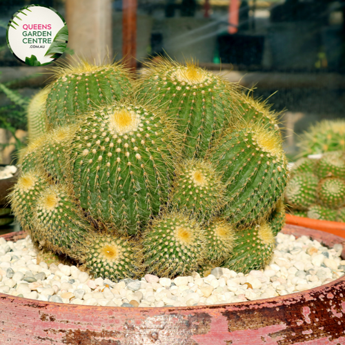 Alt text: Parodia leninghausii, also known as Lemon Ball Cactus, features spherical, bright yellow-green stems covered in small golden spines. Its compact and symmetrical form makes it an attractive addition to arid gardens or indoor succulent collections.