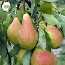 Load image into Gallery viewer, a juicy, sweet, and aromatic fruit perfect for snacking, baking, and canning. Enjoy the creamy, smooth texture and delightful flavor of this popular pear variety, grown and harvested for peak freshness.