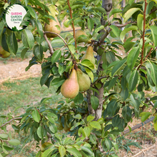 Load image into Gallery viewer, a juicy, sweet, and aromatic fruit perfect for snacking, baking, and canning. Enjoy the creamy, smooth texture and delightful flavor of this popular pear variety, grown and harvested for peak freshness.