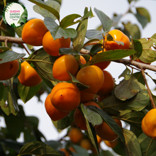 Load image into Gallery viewer, Close-up of a Persimmon (Diospyros kaki 'Jiro') plant. The image showcases a ripe persimmon fruit, round and slightly flattened, with smooth, glossy orange skin. The fruit is attached to a short, sturdy green stem with a few small, pointed calyx leaves at the top. Surrounding the fruit are broad, oval-shaped leaves with a rich green color, smooth texture, and prominent veins.