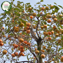 Load image into Gallery viewer, Close-up of a Persimmon (Diospyros kaki 'Jiro') plant. The image showcases a ripe persimmon fruit, round and slightly flattened, with smooth, glossy orange skin. The fruit is attached to a short, sturdy green stem with a few small, pointed calyx leaves at the top. Surrounding the fruit are broad, oval-shaped leaves with a rich green color, smooth texture, and prominent veins.
