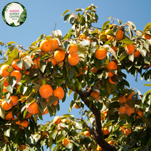 Load image into Gallery viewer, Close-up of a Persimmon (Diospyros kaki 'Jiro') plant. The image showcases a ripe persimmon fruit, round and slightly flattened, with smooth, glossy orange skin. The fruit is attached to a short, sturdy green stem with a few small, pointed calyx leaves at the top. Surrounding the fruit are broad, oval-shaped leaves with a rich green color, smooth texture, and prominent veins.