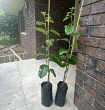 Load image into Gallery viewer, Persimmon Jiro