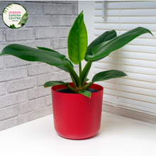 Load image into Gallery viewer, Close-up of Philodendron Imperial Green plant: This image showcases a detailed view of the Philodendron Imperial Green plant. The focal point is the glossy, heart-shaped leaves of the plant, which are a rich shade of deep green. The leaves have prominent veins that run from the center to the edges, creating an intricate pattern.