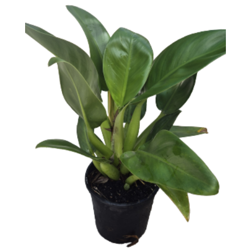 philodendron martianum australia Buy Philodendron Martianum (Fat Boy) Online in Australia – Queens Garden Centre