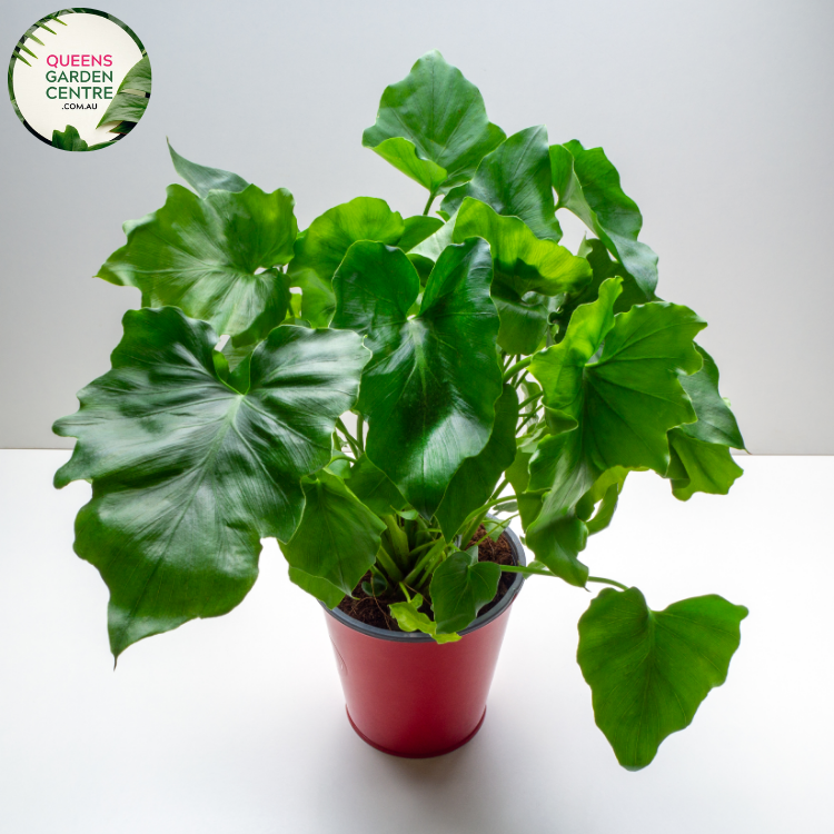 philodendron australia Buy Philodendron Selloum Super Atom Online in Australia – Queens Garden Centre