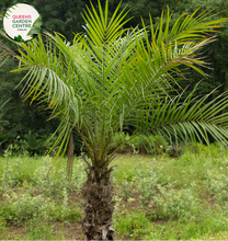Load image into Gallery viewer, Alt text: Phoenix roebelenii, commonly known as the pygmy date palm, is a small palm tree species characterized by slender trunk and feathery, arching fronds. It's a popular choice for landscaping and indoor decoration due to its compact size and graceful appearance, adding a tropical touch to any environment.