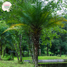 Load image into Gallery viewer, Alt text: Phoenix roebelenii, commonly known as the pygmy date palm, is a small palm tree species characterized by slender trunk and feathery, arching fronds. It's a popular choice for landscaping and indoor decoration due to its compact size and graceful appearance, adding a tropical touch to any environment.