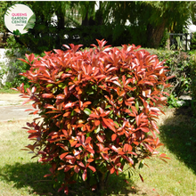 Load image into Gallery viewer, Alt text: Photinia fraseri 'Red Robin,' an evergreen shrub appreciated for its glossy green leaves and vibrant red new growth. This popular landscaping plant adds color and visual interest to gardens and outdoor spaces. The 'Red Robin' variety is known for its striking foliage contrast and is often used as a hedge or ornamental shrub.