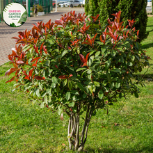 Load image into Gallery viewer, Alt text: Photinia fraseri 'Red Robin,' an evergreen shrub appreciated for its glossy green leaves and vibrant red new growth. This popular landscaping plant adds color and visual interest to gardens and outdoor spaces. The 'Red Robin' variety is known for its striking foliage contrast and is often used as a hedge or ornamental shrub.