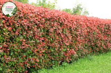 Load image into Gallery viewer, Alt text: Photinia fraseri 'Red Robin,' an evergreen shrub appreciated for its glossy green leaves and vibrant red new growth. This popular landscaping plant adds color and visual interest to gardens and outdoor spaces. The 'Red Robin' variety is known for its striking foliage contrast and is often used as a hedge or ornamental shrub.