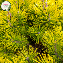 Load image into Gallery viewer, Alt text: Pinus mugo, also known as Dwarf Mountain Pine, is a compact evergreen shrub with dense, dark green needles. This low-growing conifer features a bushy habit and produces small, brown cones. It is commonly used in rock gardens, borders, and as a ground cover, adding texture and structure to the landscape.