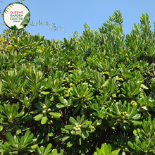 Load image into Gallery viewer, "A close-up view of the Pittosporum 'Miss Muffet' plant, featuring its compact and ornamental characteristics. The evergreen shrub displays small, rounded leaves with a glossy texture and variegated coloring, creating a visually appealing foliage. 'Miss Muffet' is a cultivar of Pittosporum, known for its low, mounding growth habit. The variegated leaves add a touch of interest to the landscape, and the plant's overall form makes it an attractive addition to garden landscapes.