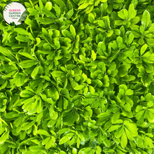 Load image into Gallery viewer, "A close-up view of the Pittosporum 'Miss Muffet' plant, featuring its compact and ornamental characteristics. The evergreen shrub displays small, rounded leaves with a glossy texture and variegated coloring, creating a visually appealing foliage. 'Miss Muffet' is a cultivar of Pittosporum, known for its low, mounding growth habit. The variegated leaves add a touch of interest to the landscape, and the plant's overall form makes it an attractive addition to garden landscapes.