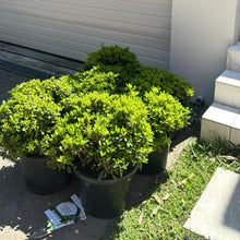Load image into Gallery viewer, Pittosporum Miss Muffet