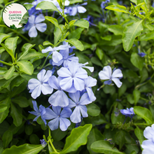 Load image into Gallery viewer, Close-up of Plumbago auriculata Royal Cape (syn. capensis) plant: This image provides a detailed view of the Plumbago auriculata Royal Cape plant. The focus is on the vibrant, tubular flowers arranged in clusters at the tip of each ste