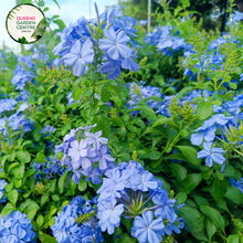 Load image into Gallery viewer, Close-up of Plumbago auriculata Royal Cape (syn. capensis) plant: This image provides a detailed view of the Plumbago auriculata Royal Cape plant. The focus is on the vibrant, tubular flowers arranged in clusters at the tip of each ste