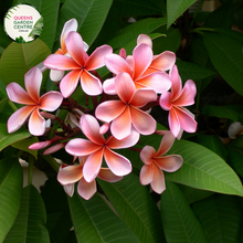 Load image into Gallery viewer, Plumeria rubra 'Darwin Monsoon' is a tropical beauty known for its vibrant and fragrant flowers. Belonging to the Apocynaceae family, this Frangipani variety showcases large, waxy blooms with a captivating blend of pink, orange, and yellow hues. The flowers carry a sweet and intoxicating fragrance, making them a favorite in gardens and for floral arrangements. 'Darwin Monsoon' is a resilient and fast-growing plant, thriving in full sun and well-drained soil
