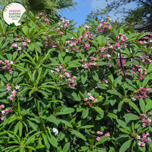 Load image into Gallery viewer, Plumeria rubra 'Darwin Monsoon' is a tropical beauty known for its vibrant and fragrant flowers. Belonging to the Apocynaceae family, this Frangipani variety showcases large, waxy blooms with a captivating blend of pink, orange, and yellow hues. The flowers carry a sweet and intoxicating fragrance, making them a favorite in gardens and for floral arrangements. 'Darwin Monsoon' is a resilient and fast-growing plant, thriving in full sun and well-drained soil.