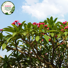 Load image into Gallery viewer, Plumeria rubra Darwin Monsoon Frangipani
