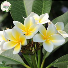 Load image into Gallery viewer, Alt text: Plumeria rubra var. acutifolia, commonly known as White Frangipani, is characterized by its stunning white flowers with yellow centers. The plant features thick, succulent branches and glossy green leaves. Its fragrant blooms typically appear in clusters and are widely used in tropical gardens and for making leis.