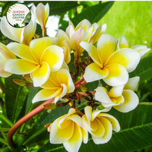 Load image into Gallery viewer, Alt text: Plumeria rubra var. acutifolia, commonly known as White Frangipani, is characterized by its stunning white flowers with yellow centers. The plant features thick, succulent branches and glossy green leaves. Its fragrant blooms typically appear in clusters and are widely used in tropical gardens and for making leis.