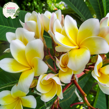 Load image into Gallery viewer, Alt text: Plumeria rubra var. acutifolia, commonly known as White Frangipani, is characterized by its stunning white flowers with yellow centers. The plant features thick, succulent branches and glossy green leaves. Its fragrant blooms typically appear in clusters and are widely used in tropical gardens and for making leis.