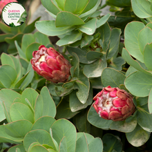 Load image into Gallery viewer, Close-up of Protea Little Prince: This image showcases a detailed view of the Protea Little Prince plant. The close-up shot highlights the unique flower head of the plant, which features a dense cluster of small, tubular flowers surrounded by colorful bracts. The bracts have a striking pinkish-red hue with hints of green, and they form a crown-like structure around the flower head.