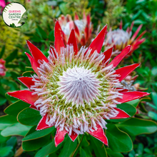 Load image into Gallery viewer, Close-up of Protea Little Prince: This image showcases a detailed view of the Protea Little Prince plant. The close-up shot highlights the unique flower head of the plant, which features a dense cluster of small, tubular flowers surrounded by colorful bracts. The bracts have a striking pinkish-red hue with hints of green, and they form a crown-like structure around the flower head.