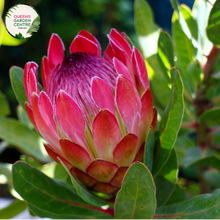 Load image into Gallery viewer, Close-up of Protea Little Prince: This image showcases a detailed view of the Protea Little Prince plant. The close-up shot highlights the unique flower head of the plant, which features a dense cluster of small, tubular flowers surrounded by colorful bracts. The bracts have a striking pinkish-red hue with hints of green, and they form a crown-like structure around the flower head.