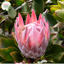 Load image into Gallery viewer, Close-up of Protea Special Pink Ice: This image provides a detailed view of the Protea Special Pink Ice plant. The close-up shot showcases the intricate structure of the flower head, with its unique shape and vibrant colors. The flower head consists of numerous small, tubular flowers surrounded by large, pinkish-red bracts that form a striking crown-like structure.