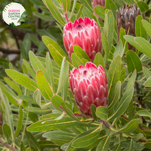 Load image into Gallery viewer, Close-up of Protea Special Pink Ice: This image provides a detailed view of the Protea Special Pink Ice plant. The close-up shot showcases the intricate structure of the flower head, with its unique shape and vibrant colors. The flower head consists of numerous small, tubular flowers surrounded by large, pinkish-red bracts that form a striking crown-like structure.