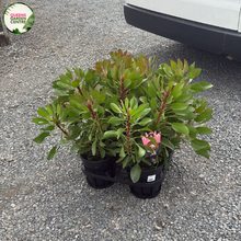 Load image into Gallery viewer, Protea Little Prince