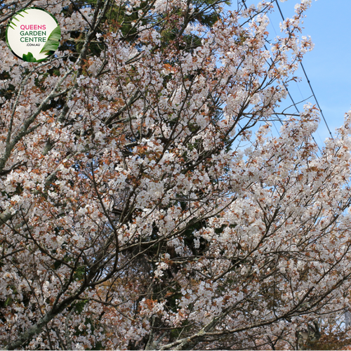 "A striking image of the Prunus cerasifera 'Oakville Crimson Spire' plant, showcasing its distinctive features. This ornamental cherry tree displays a narrow and upright growth habit, creating a columnar silhouette. The deep burgundy foliage adds a dramatic touch to the landscape, and in spring, the tree bursts into a profusion of small, pink blossoms. 'Oakville Crimson Spire' is a cultivar appreciated for its ornamental value,