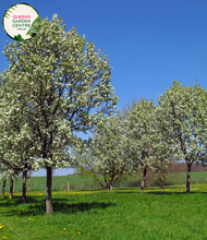 Load image into Gallery viewer, "A beautiful view of the Pyrus 'Chanticleer' plant, commonly known as the Chanticleer Pear or Bradford Pear. This deciduous tree displays a symmetrical and upright form, adorned with ovate green leaves that transition to vibrant red and orange hues in the fall. In this image, the tree is in full bloom, featuring a profusion of small, white flowers. 'Chanticleer' is prized for its ornamental value, offering a captivating combination of elegant structure, seasonal color changes, and springtime blossoms.