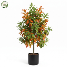 Load image into Gallery viewer, Quercus Rubra Red