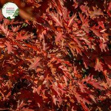Load image into Gallery viewer, "A captivating image of the Quercus palustris plant, commonly known as the Pin Oak. This deciduous tree showcases a pyramidal form with deeply lobed, glossy green leaves. In this visual, the tree's foliage provides a lush and dense canopy. Pin Oak is revered for its ornamental appeal, and its leaves turn a rich red or russet color in the fall. The image captures the stately presence and vibrant greenery of Quercus palustris, making it an attractive and majestic addition to garden landscapes."