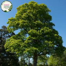 Load image into Gallery viewer, Alt text: Quercus robur, the English Oak Tree, known for its stately presence and deeply lobed green leaves. This deciduous tree is a symbol of strength and longevity, adding a touch of natural grandeur to landscapes. It is a cherished species with cultural significance and ecological value.